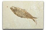 Detailed Fossil Fish (Knightia) - Wyoming #346026-1